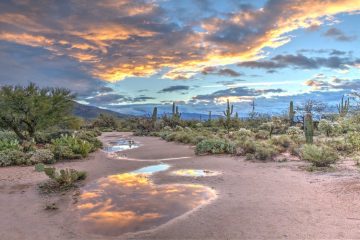 Sabino Canyon