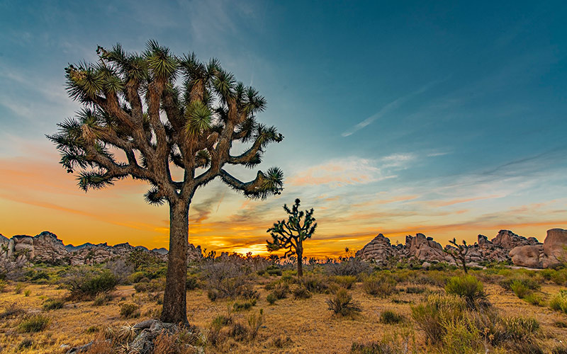 joshua tree national park