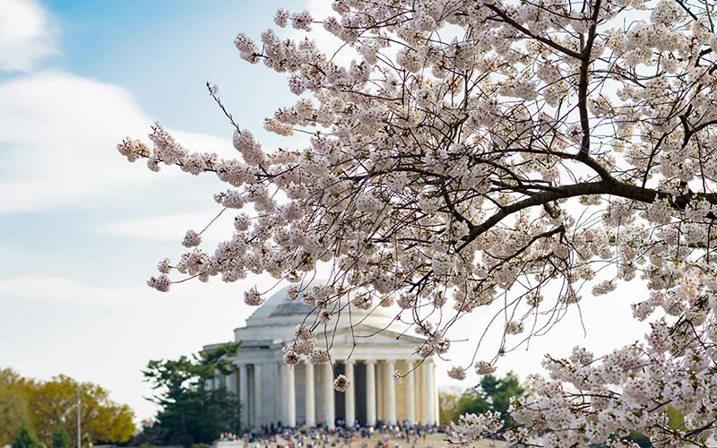 Cherry blossoms in full bloom near Washington DC landmark