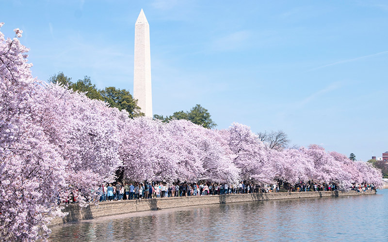 Everything about the American Cherry Blossom Festival