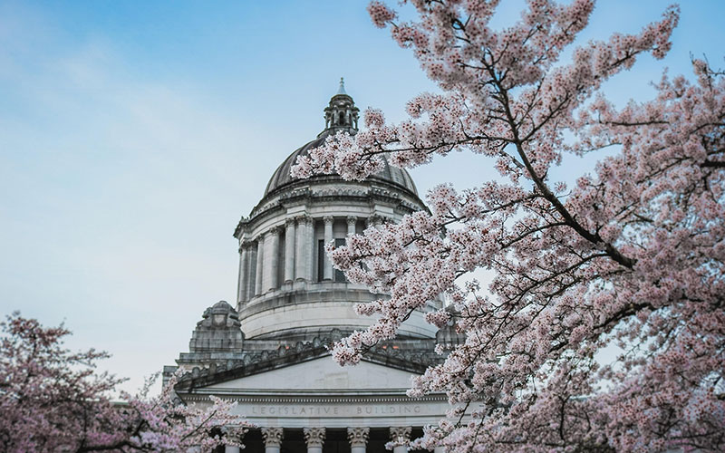 Cherry blossoms in full bloom in Washington, D.C